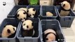 Ces bébés pandas adorables essaient de s'échapper de leur boite en plastique