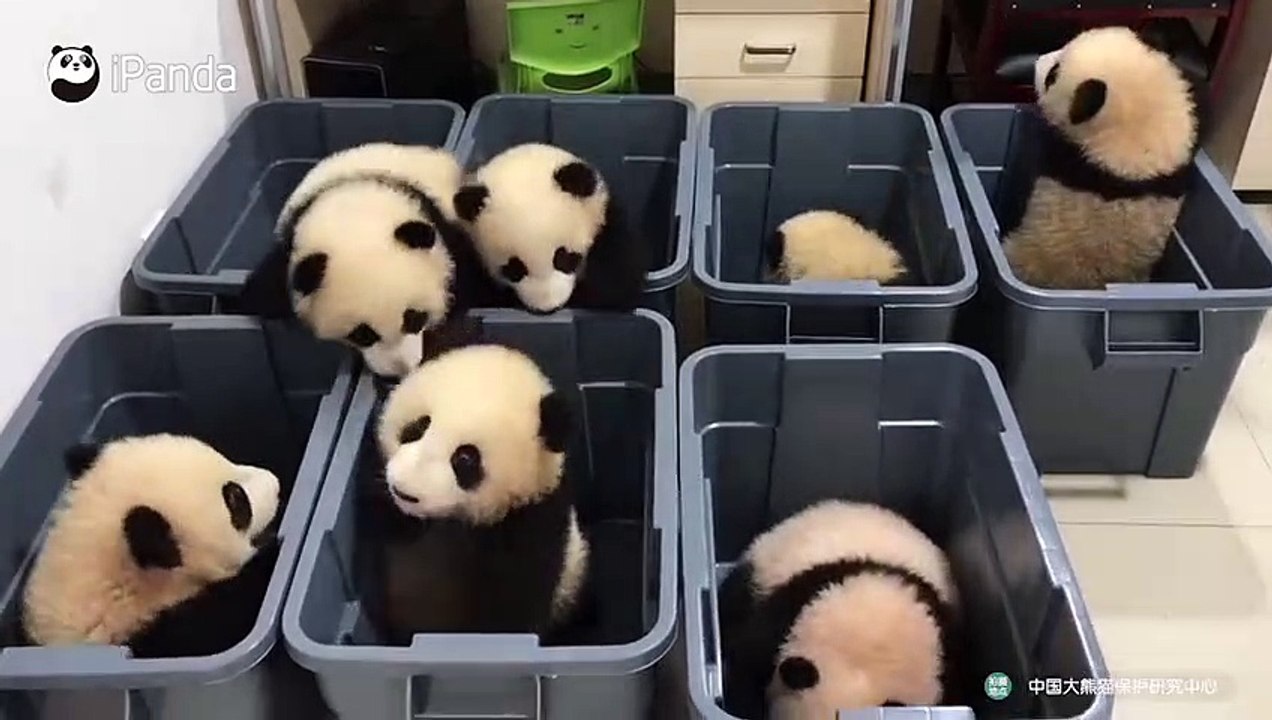 Ces bébés pandas adorables essaient de s'échapper de leur boite en plastique