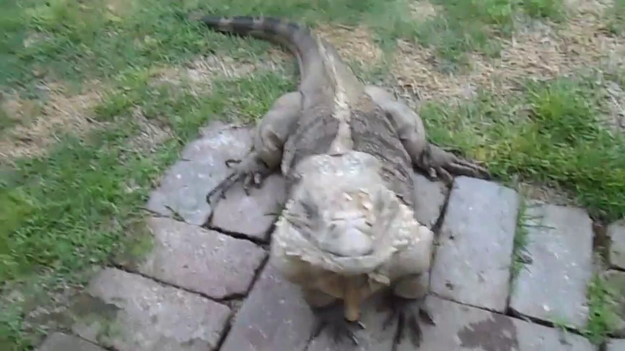 Cet homme est accueilli par son iguane de compagnie quand il rentre du travail... Un vrai chien
