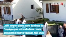 Abattage d'un cerf dans un jardin : la SPA porte plainte