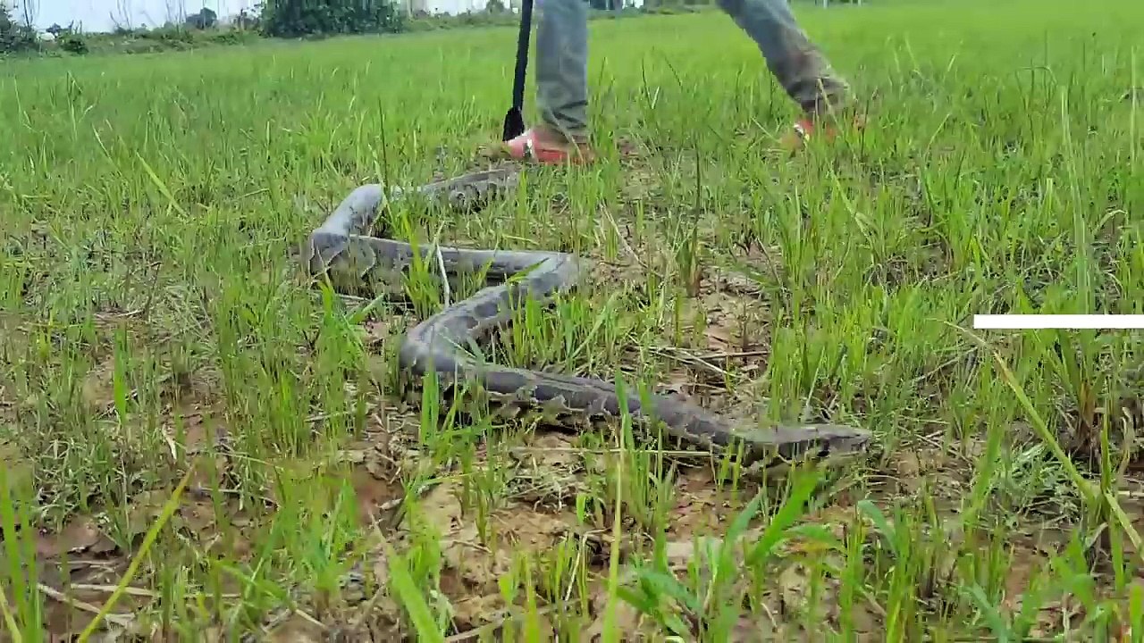Amazing Cow Boys Catch Two Biggest Snakes While Feeding Their Cows in My Village