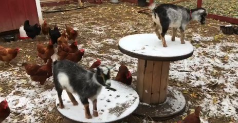Farm Animals Enjoy Halloween Snow in Michigan
