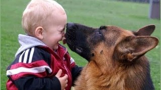 German Shepherd is the best protector for kids and babies Compilations