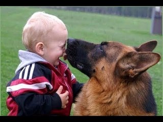 German Shepherd is the best protector for kids and babies Compilations