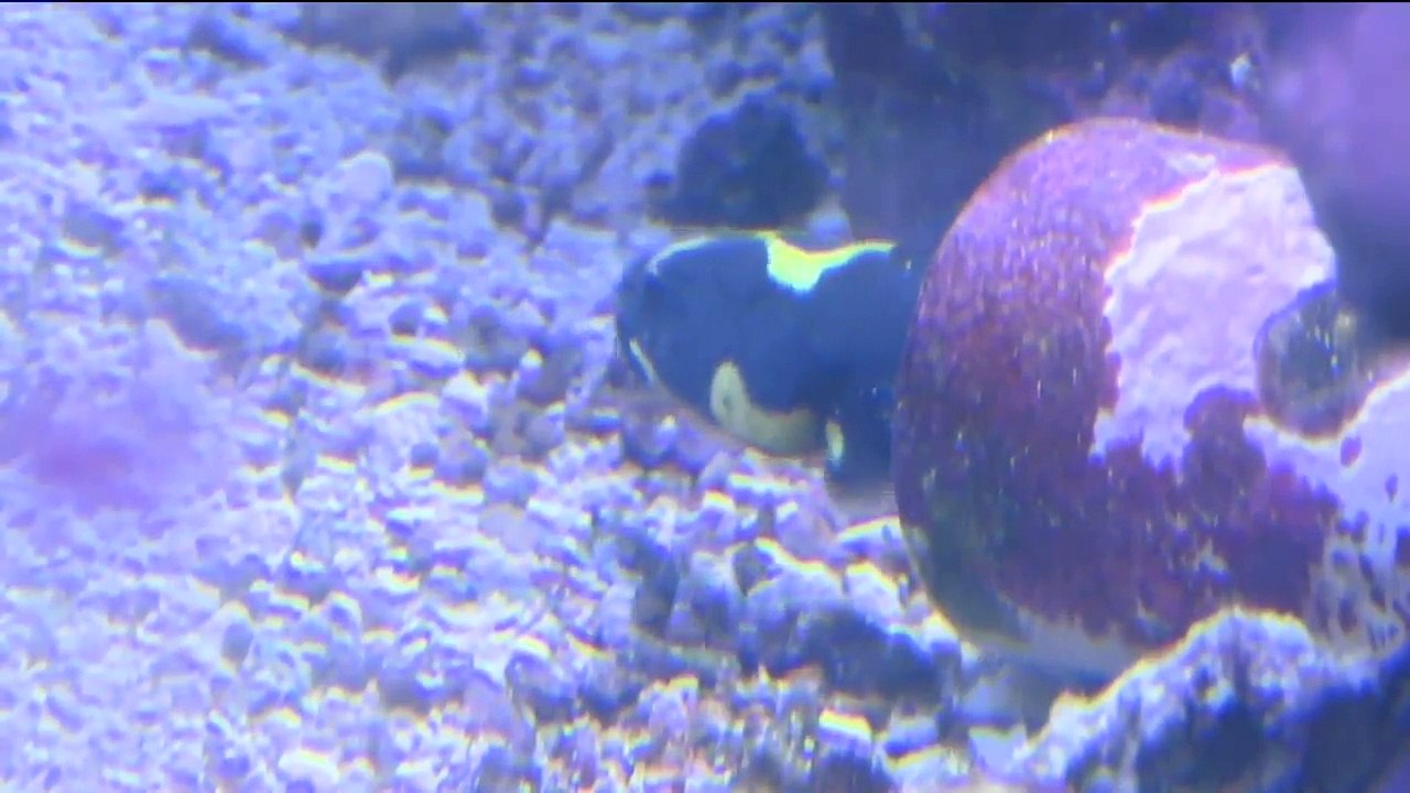 Live Pet Fish Arrives Dead After Homeowner Says USPS Misdelivered Package