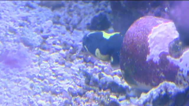 Live Pet Fish Arrives Dead After Homeowner Says USPS Misdelivered Package