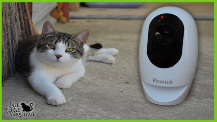 REVIEW CÁMARA PARA ANIMALES PAWBO | CON DISPENSADOR DE SNAKS Y LÁSER A TRAVÉS DE MÓVIL