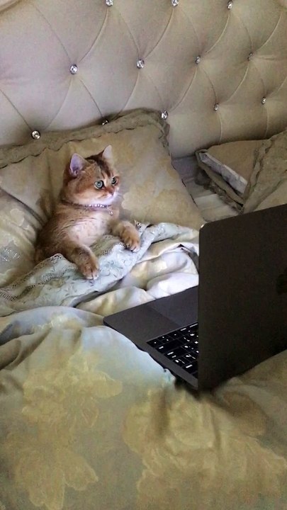 Cartoon Loving Kitten
