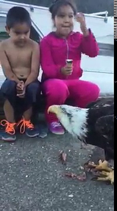 Close Encounter With a Feeding Eagle
