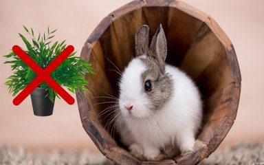 AS PLANTAS COMUNS DE JARDINS SÃO VENENOSAS PARA OS COELHOS ?
