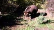 El refugio que salva a los osos pardos huérfanos en Croacia