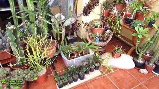 My Ci & Succulent Plants end of January 2017 Update