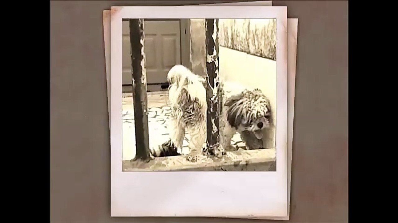 Bob , Belinha e Bylli - 2 Memoirs