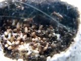 Documentary Ant The World of Ants: The growth of a Lasius niger colony