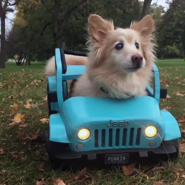 Every good boy deserves treats