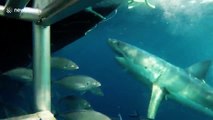 Great White Shark chomping and bumping at diving cage
