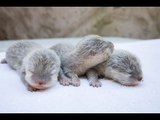 Adorable Otter Pups Born at Santa Barbara Zoo