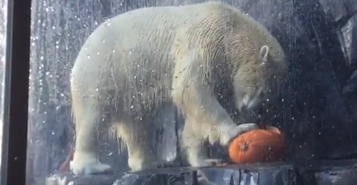 Saint Louis Zoo Animals Have Halloween Fun