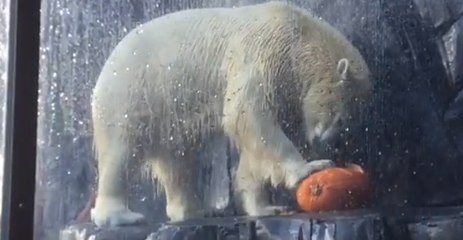Saint Louis Zoo Animals Have Halloween Fun