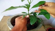 How to Grow Mango Bonsai From Seed - Part 2 | Wiring | Bonsai tips & Care // Mammal Bonsai