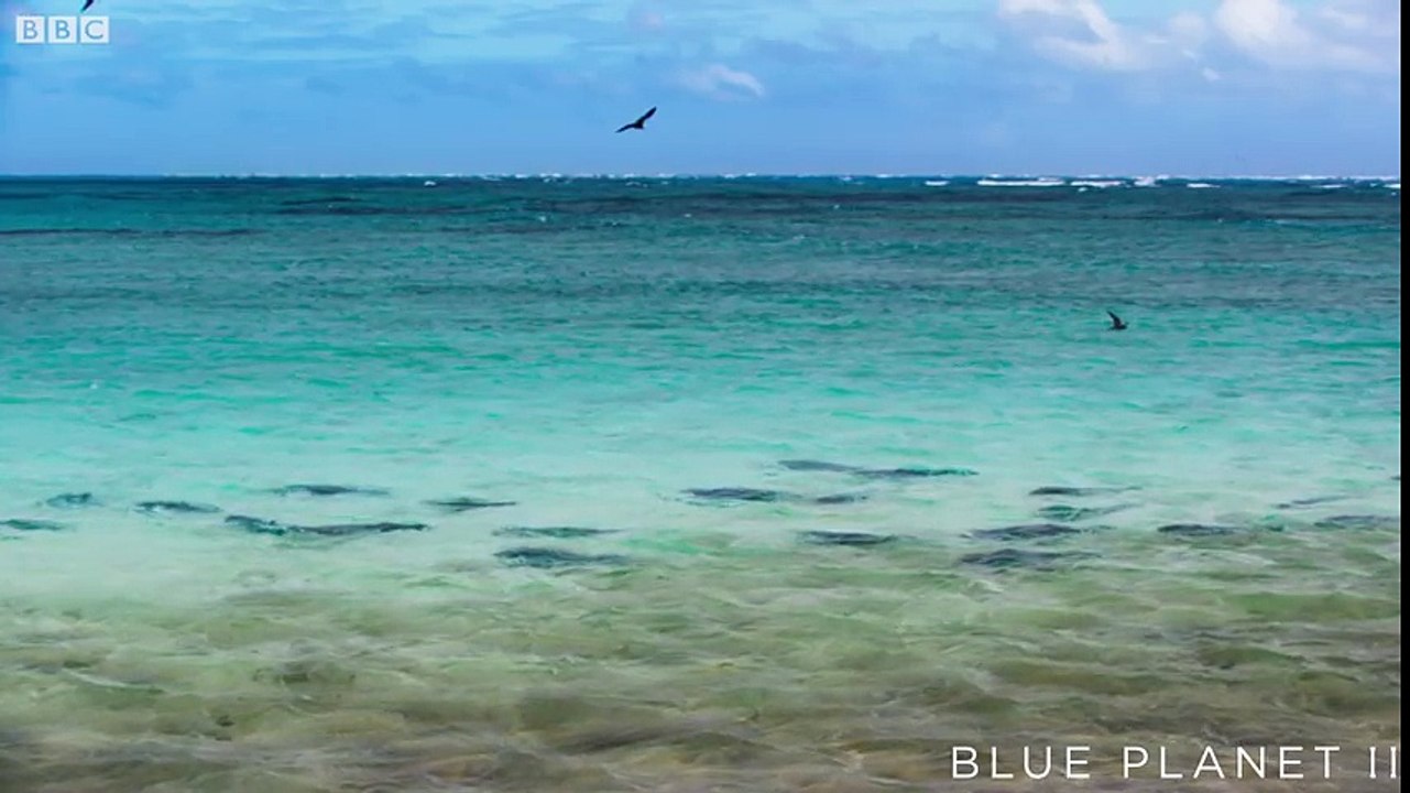 BBC Blue Planet 2 Documentary Prequel.