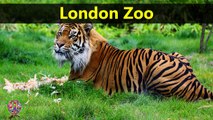 Top Tourist Attractions Places To Visit In UK-England | London Zoo Destination Spot - Tourism in UK-England