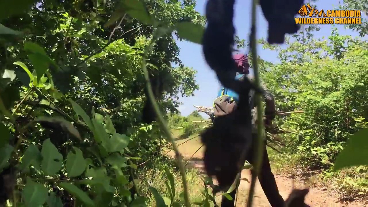 Awesome Quick Bird Trap Using Arapuca Bird Trap - How To Make Arapuca Bird Trap That Work 100%