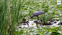 Heron eats huge fish, Heron eating Rabbit, Kills Gophers, dove 헤론 사냥