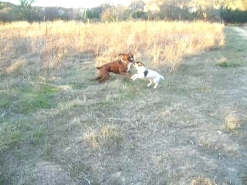 jack russel vs boxer
