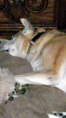 Dog Has Sweet Dreams