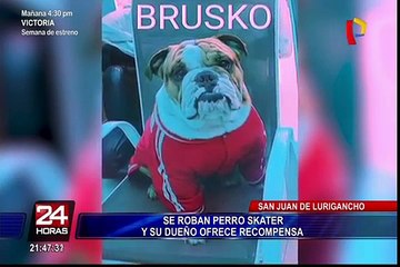 Familia ofrece 500 soles por rescate de perro bulldog