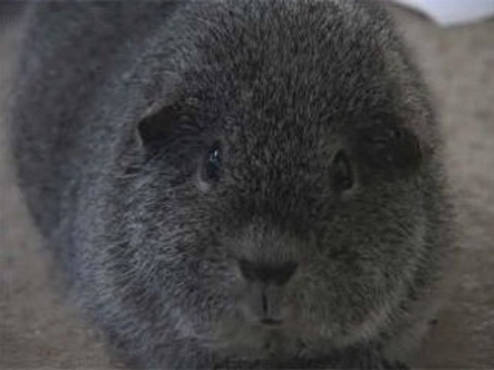 Le salon de la basse-cour à Neufchâtel-en-Bray