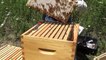 Beginner Beekeeping - First Honey Extrion