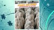 Download PDF Stones and Bones: Archaeology in Action (Discovery Education: Ancient Civilizations) FREE