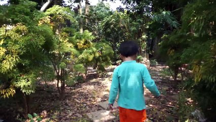 Chị em Kitty, Bee ra chơi vườn rau và xem tổ ong trong vườn