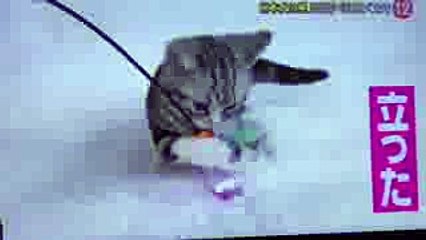 嵐 相葉雅紀に イジられる 伊ニャー慧