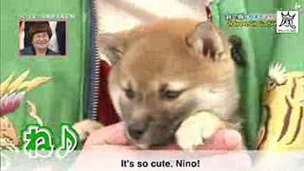 (Eng Sub) 志村どうぶつ園　ニノ