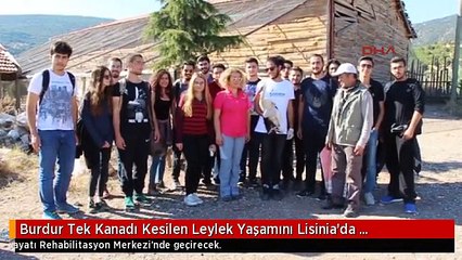 Burdur Tek Kanadı Kesilen Leylek Yaşamını Lisinia'da Sürdürecek
