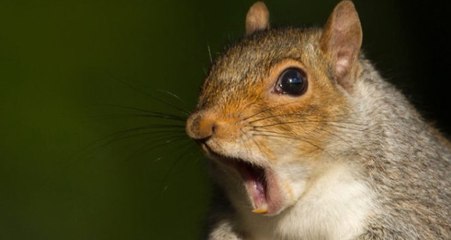 Tavuklar ile Dinozorlar Akraba! Hayvanlar Aleminden Sizi Şaşırtacak Bilgiler