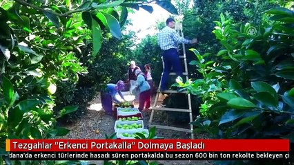 Tezgahlar "Erkenci Portakalla" Dolmaya Başladı