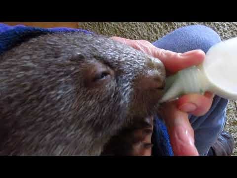 Rescued Baby Wombat Enjoys Her Dinner Time