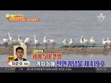 저어새 보러 오세요~ 강화갯벌센터