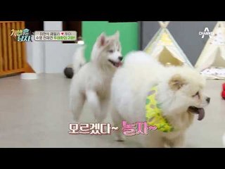 뚜이를 위한 어질리티 클래스! 반전 실력(?)에 에라 모르겠다♬