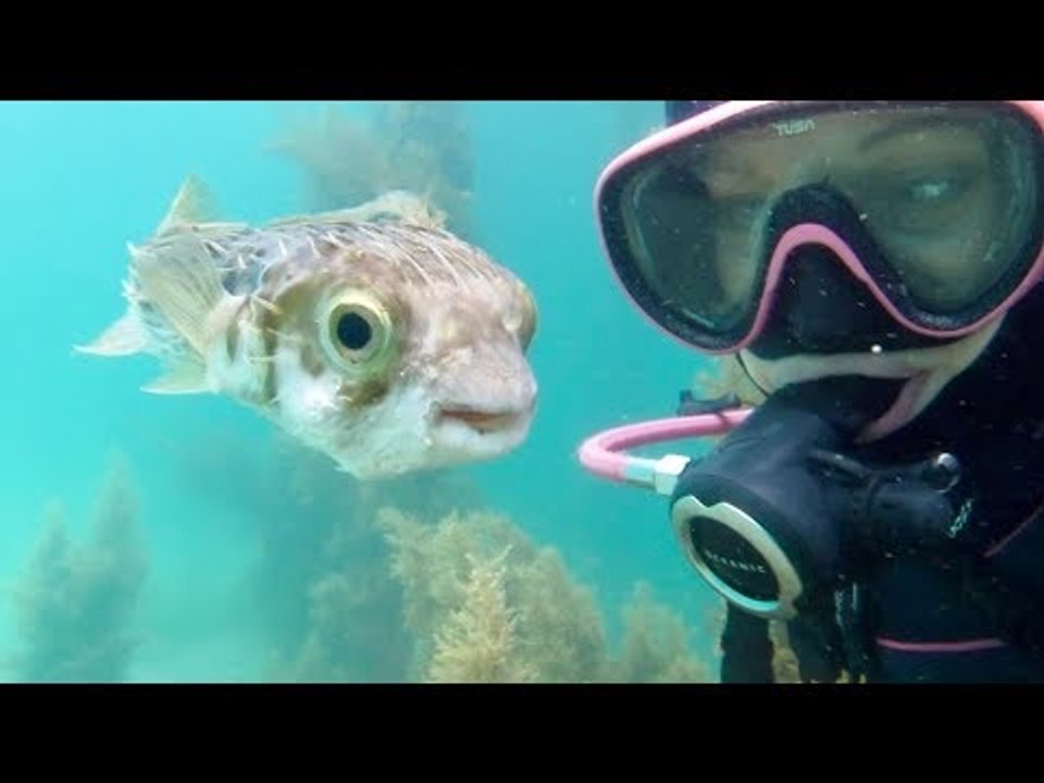 Scuba Diver Gets Up Close and Personal With Majestic Pufferfish