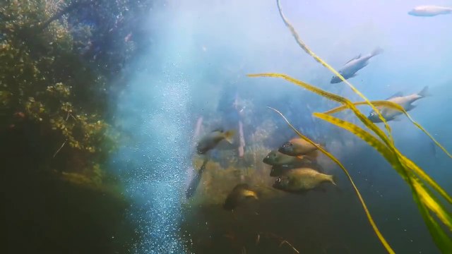 Un appât pour poisson miraculeux!
