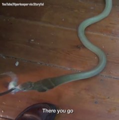 Il nourrit son cobra royal tranquillement... Flippant non?