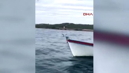 Edirne Oltasına Martı Takıldı