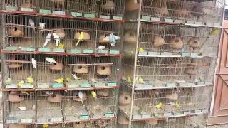 Budgies Parrots ki breeding cages me karwane ke faide aur nuqsan in Urdu/Hindi.