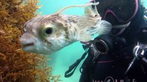Scuba Diver Gets Up Close and Personal With Majestic Pufferfish