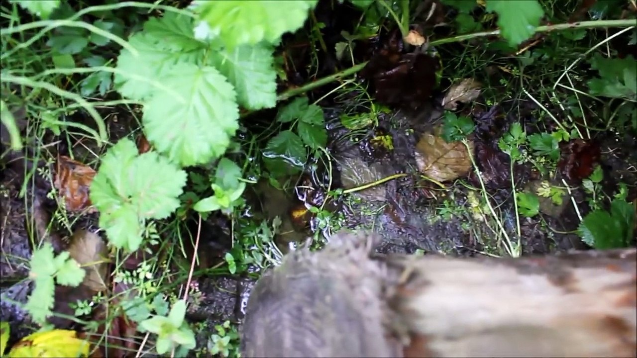 Herping Garter Snake!/Pet Store Visit (600 sub special)